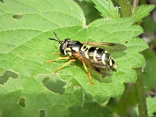 Réf. 285 024 : Chrysotoxum festivum